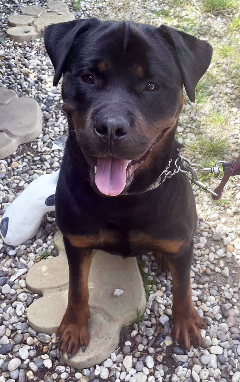 Baily